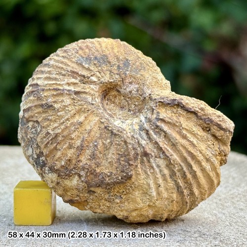 Macrocephalites ammonite - macrocephalites,