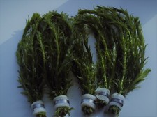BUNCHED LEADED ELODEA DENSA AQUARIUM PLANTS AQUATIC LIVE FISH TANK POND WATER