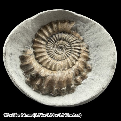 Microderoceras ammonite fossil - microderoceras,
