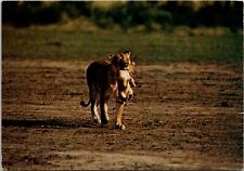 African Lion Lioness Carrying