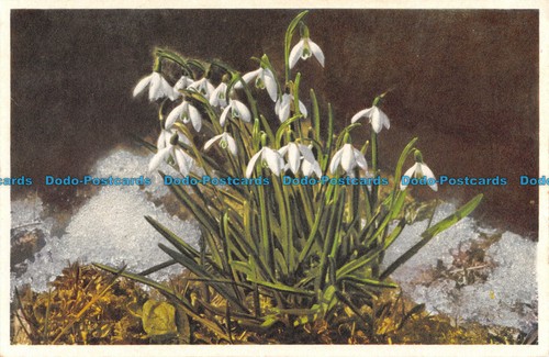 R093467 snow drops 300 - snow, no