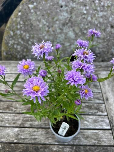 Aster autumn beauty mauve - aster,