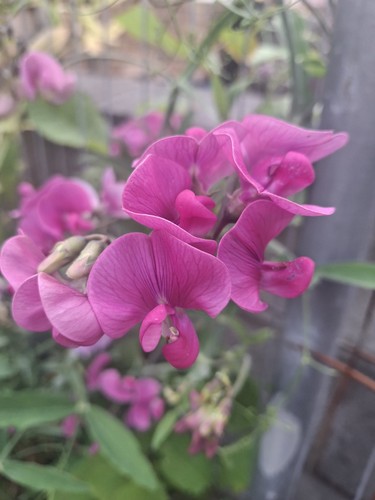 Climbing garden sweet pea - sweet, 50