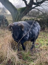 Icelandic Sheep’s fleece