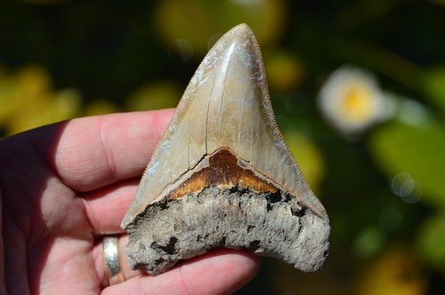 Genuine megalodon shark - genuine, tooth