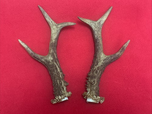 Pair roe deer antlers 181g - pair,