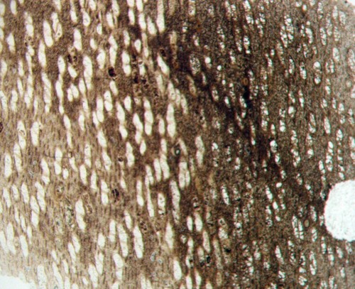 Cretaceous paraphyllanthoxylon - cretaceous,