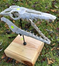 Rare High 100% Authentic - quality mosasaur skull  Dinosaur skull - Morocco A**