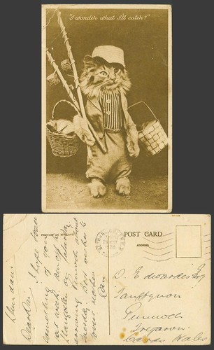 Dressed cat kitten fisherman - cat,