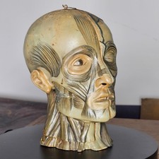 Vintage Anatomical Head Double Sided, Splits, Brain - Macabre, Creepy