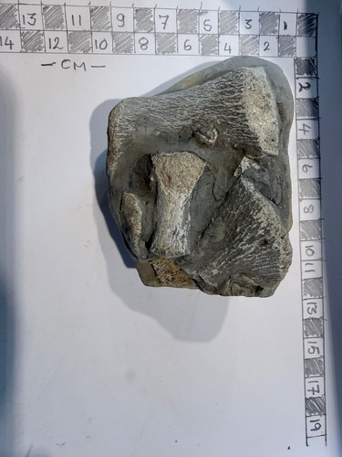Dinosaur bone fossil - dinosaur,
