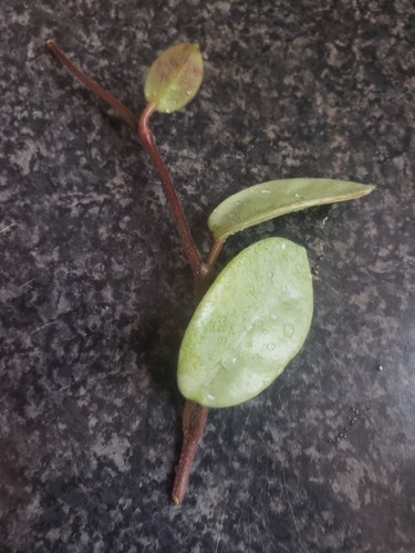 Hoya carnosa nova ghost - hoya,