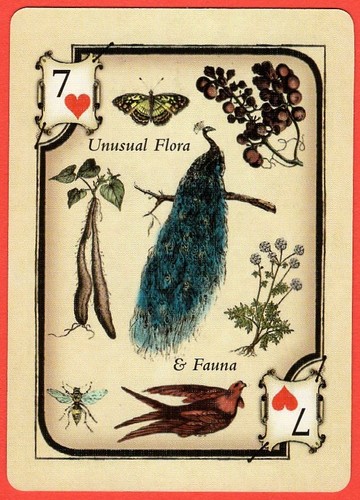 Unusual flora fauna - &,