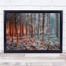 Ice Fire Tree Trees Trunks