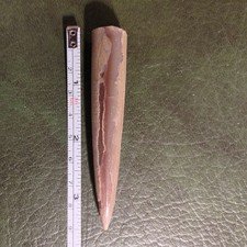 Fossil Belemnite, Jurassic, UK