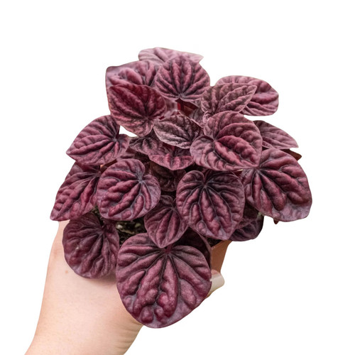 Peperomia ripple red plant - peperomia, red'