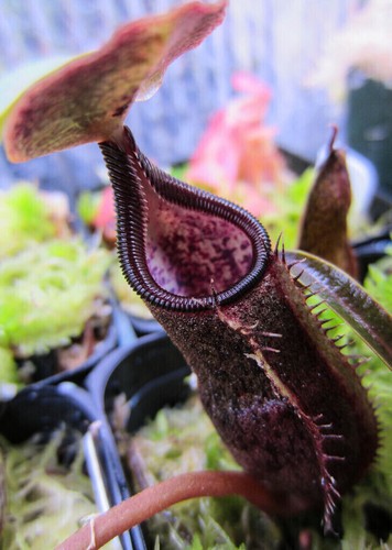 Seeds nepenthes izumiae - 5,