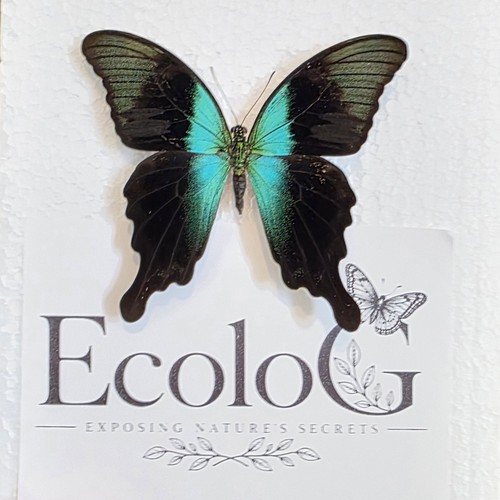 Papilio paranthus insect - paranthus,