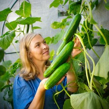 Carmen F1 Cucumber Supersize