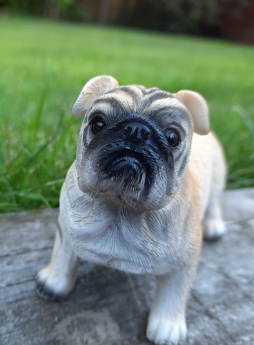 Garden dog bulldog outdoor - dog,