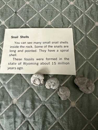 Set fossilized snail - fossilized,