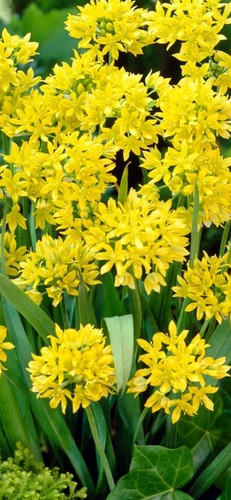 X10 allium moly - x10, bulbs/corms