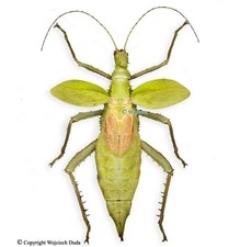 Heteropteryx dilatata -