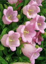 500 x CAMPANULA PINK -