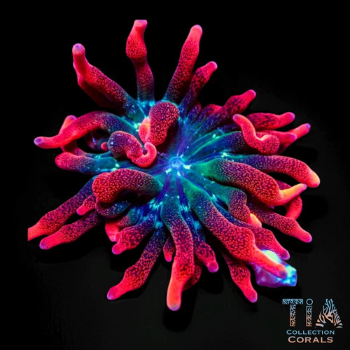 Black widow anemone live - widow,