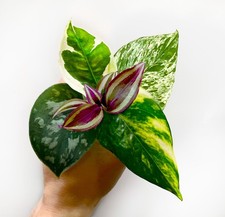 Variegated Pothos golden, Marble, Njoy Cutting Mix x5 | Epipremnum Houseplant