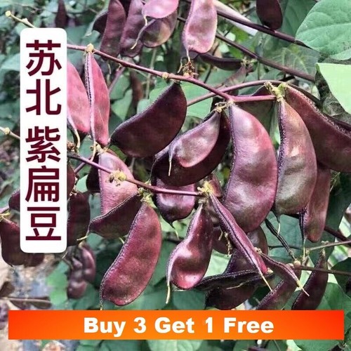 Purple hyacinth bean seeds - bean,