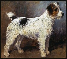 Rough-coated Jack Russell