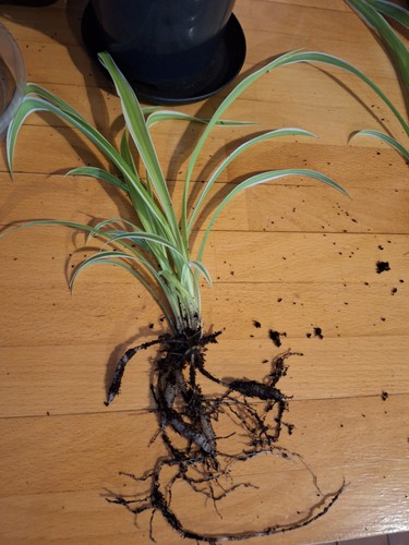 Spider plant chlorophytum - plant,