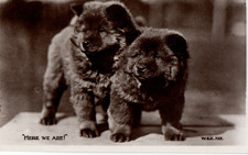 VINTAGE postcard:   CHOW CHOW PUPPY DOGS