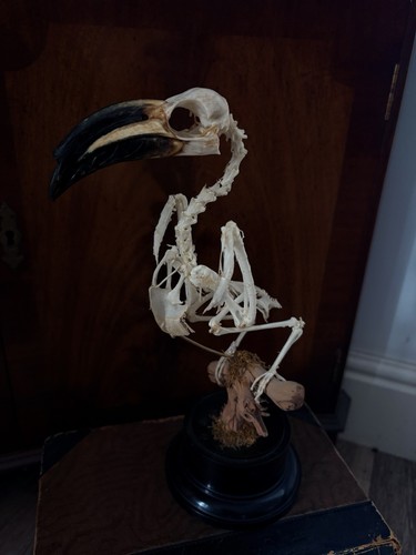African grey hornbill skeleton - grey,