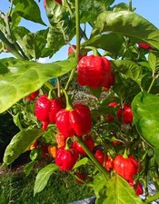Carolina Reaper Chilli