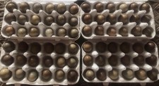 Chinese Painted Button Quail Eggs 18 + 6 Free.