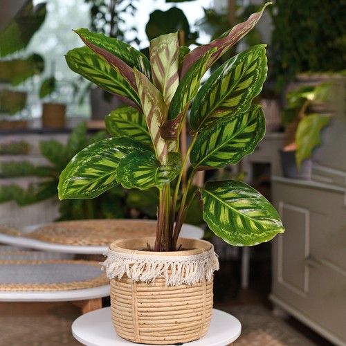 Calathea flamestar large - calathea,