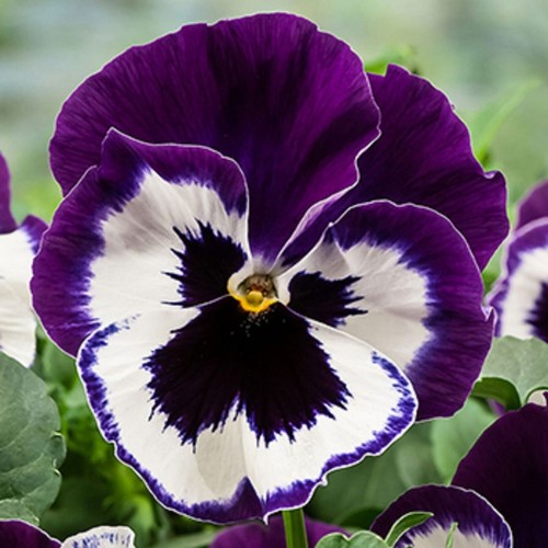 Winter flowering pansy - winter,