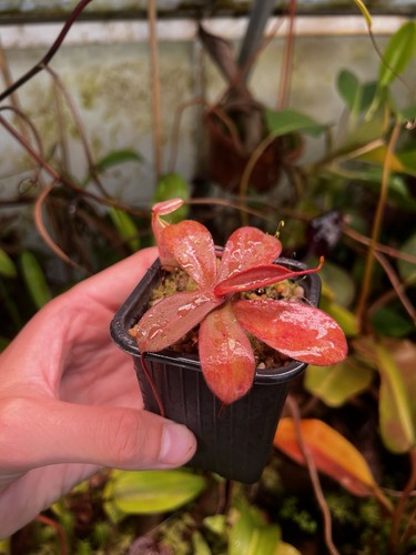 Nepenthes mapulensis rare - mapulensis,,