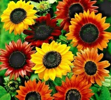 40 seeds Sunflower dwarf Distinto mixture +4"FREE REUSABLE PLANT LABEL 