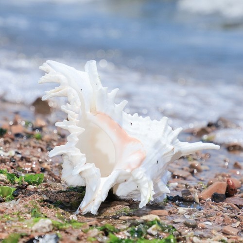 Natural conch shell - natural,