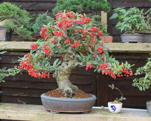 Pyracantha bonsai tree 15 - bonsai,