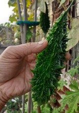 Kerela - Bitter Gourd Melon -