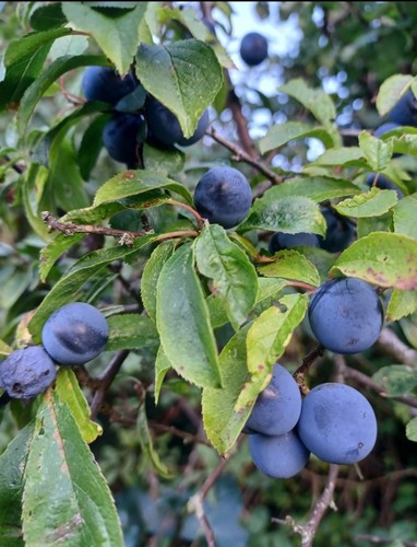 1kg organic sloes fresh - 1kg,