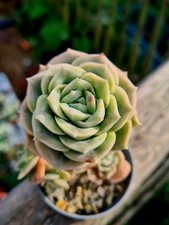 Echeveria Lovely Rose succulent plant in pot