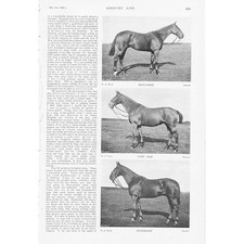 HORSES Lord Lonsdale's Hunters