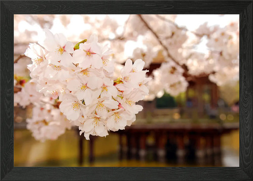 Beautiful flowers framed - flowers, wall