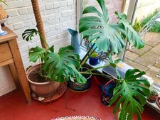 Monstera Deliciosa SWISS