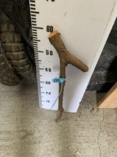 Blackthorn Shillelagh  stick